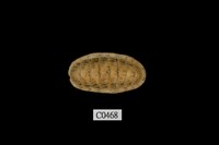 藏品(國外石鼈)的圖片